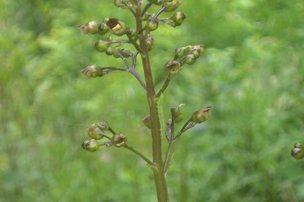 Cucullia (Shargacucullia) prenanthis